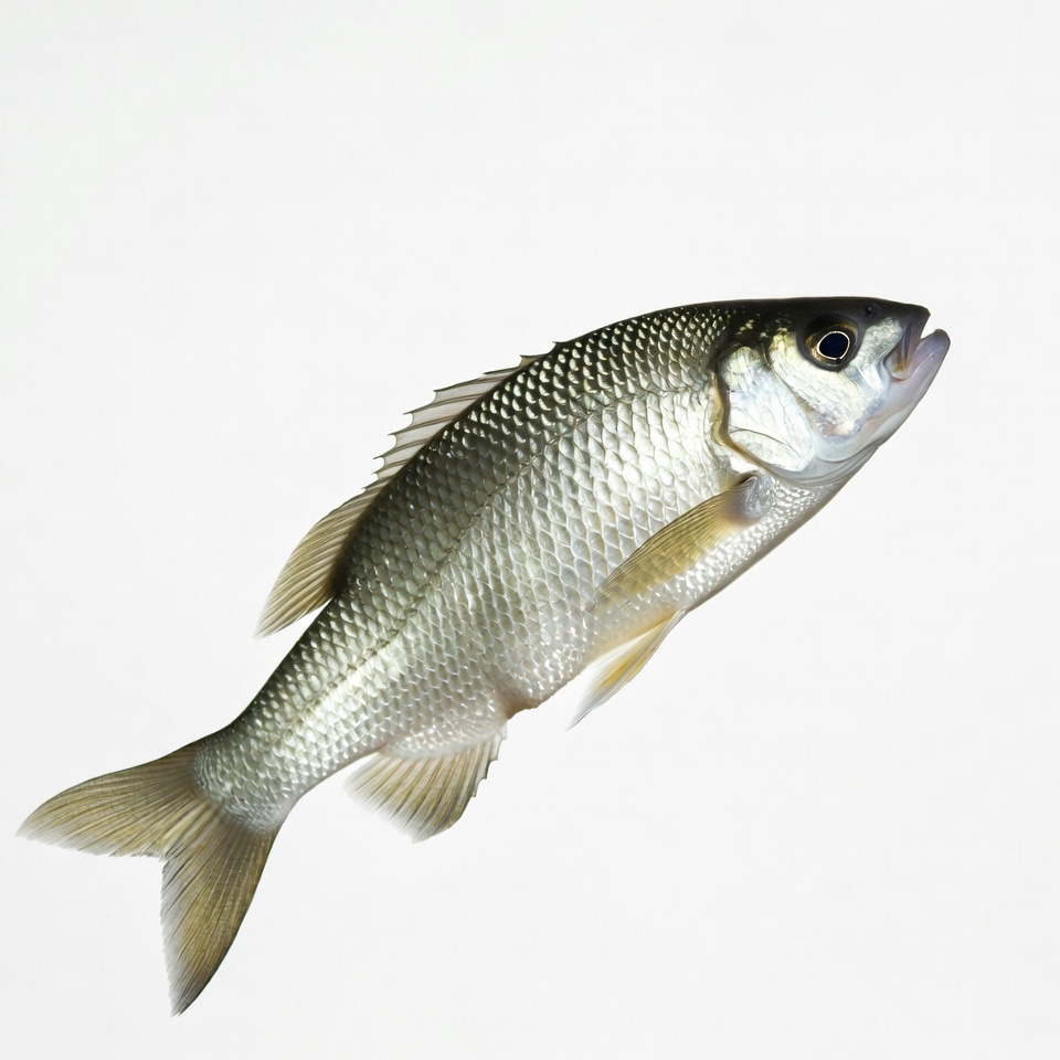 Silver sea bream fish Silver sea bream fish