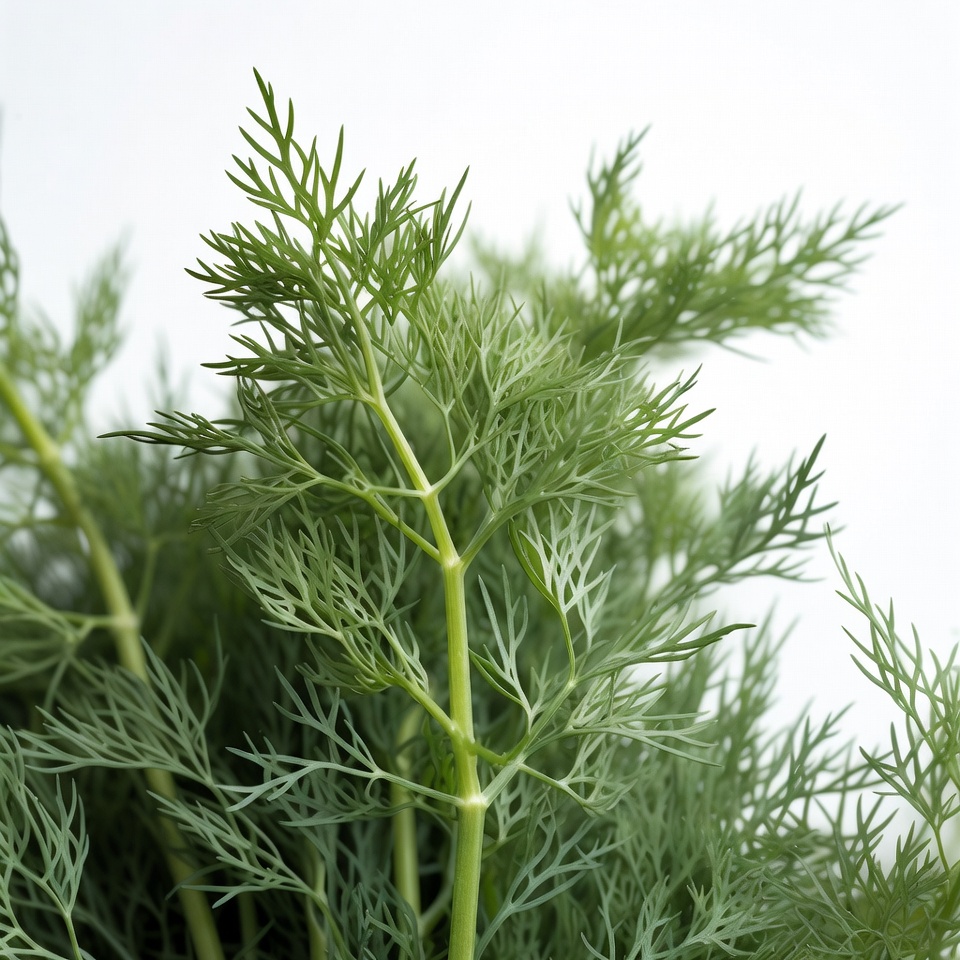 Fresh Dill Herb Plant Fresh Dill Herb Plant