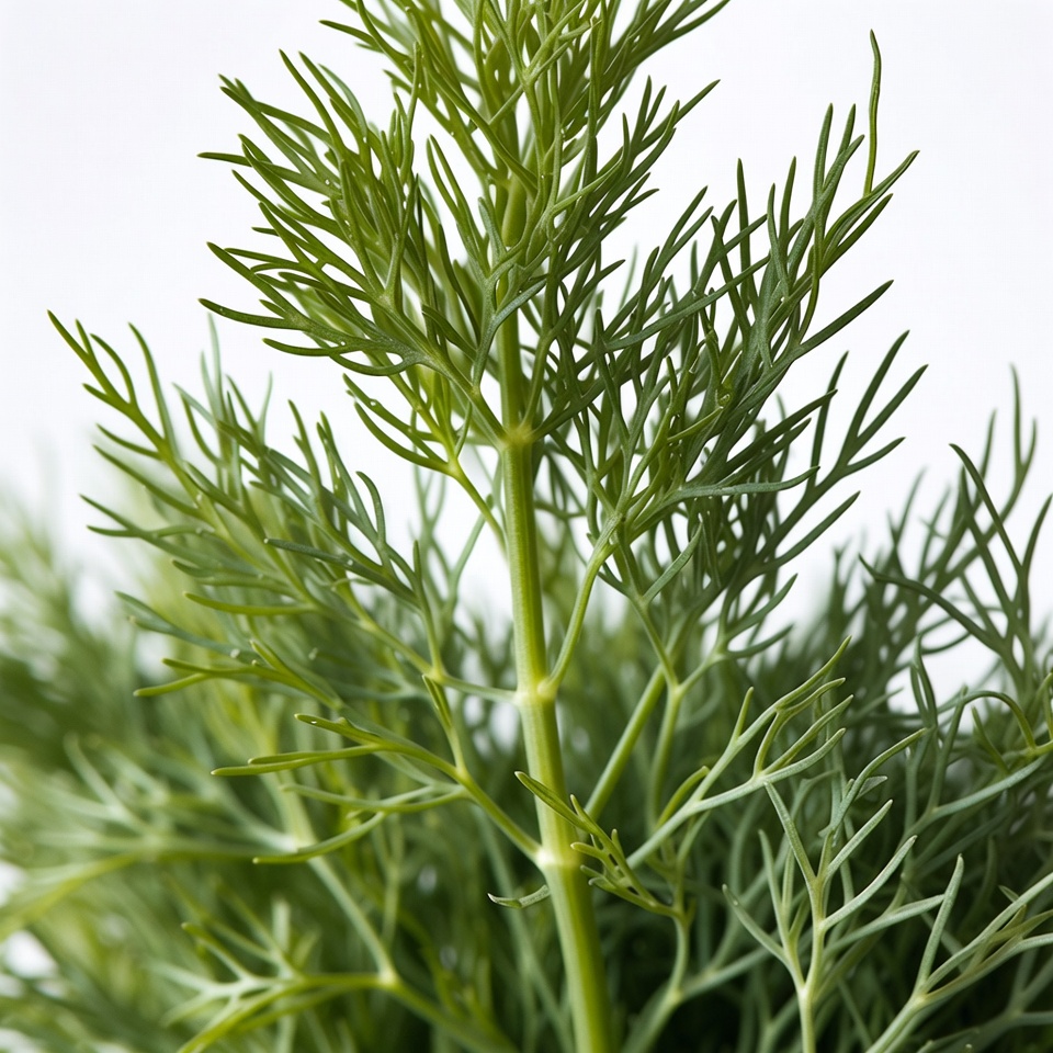 Fresh Dill Herb Plant Fresh Dill Herb Plant