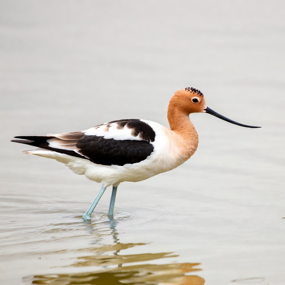 Black-winged Stilt standing in water Black-winged Stilt standing in water