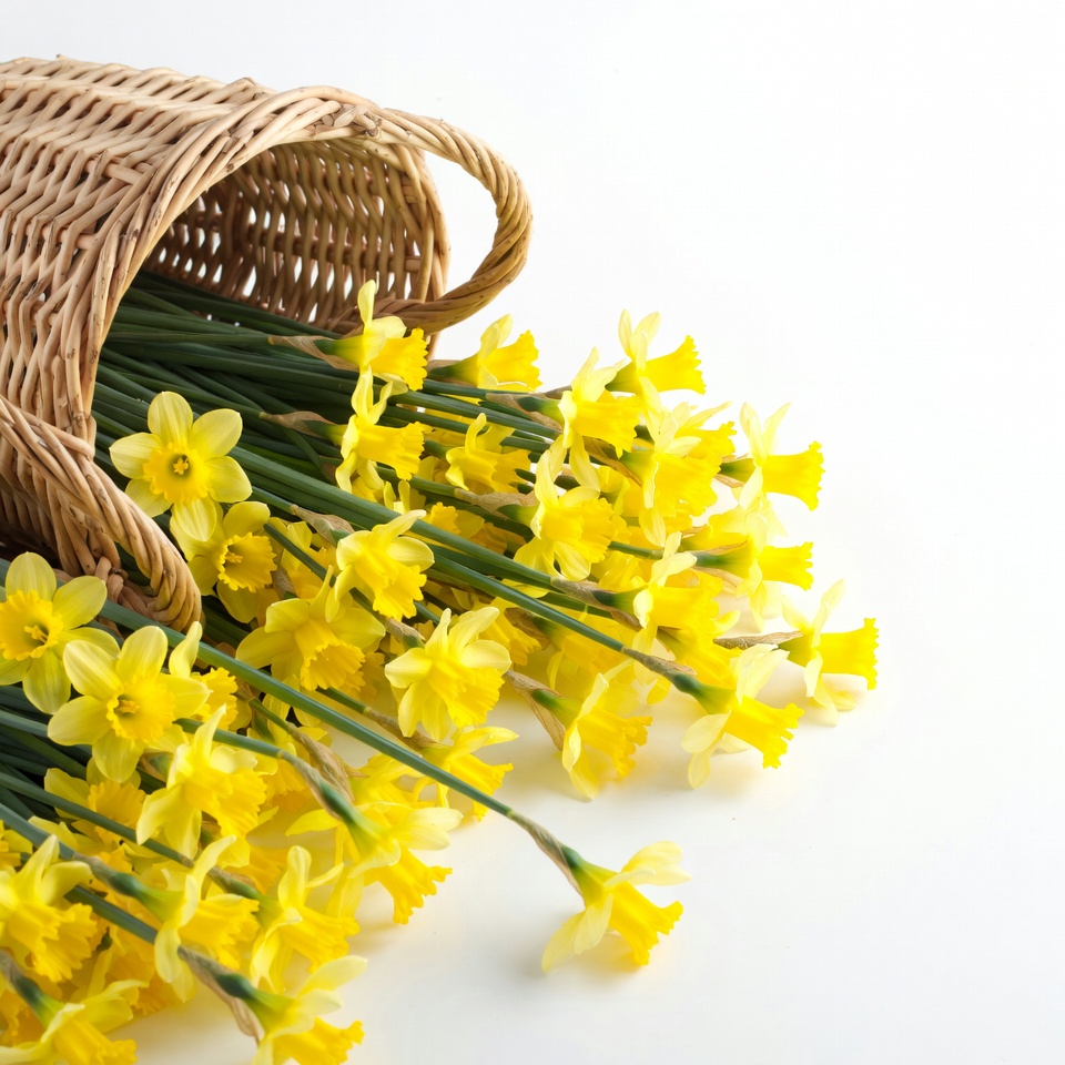 Wicker Basket of Yellow Daffodils Wicker Basket of Yellow Daffodils