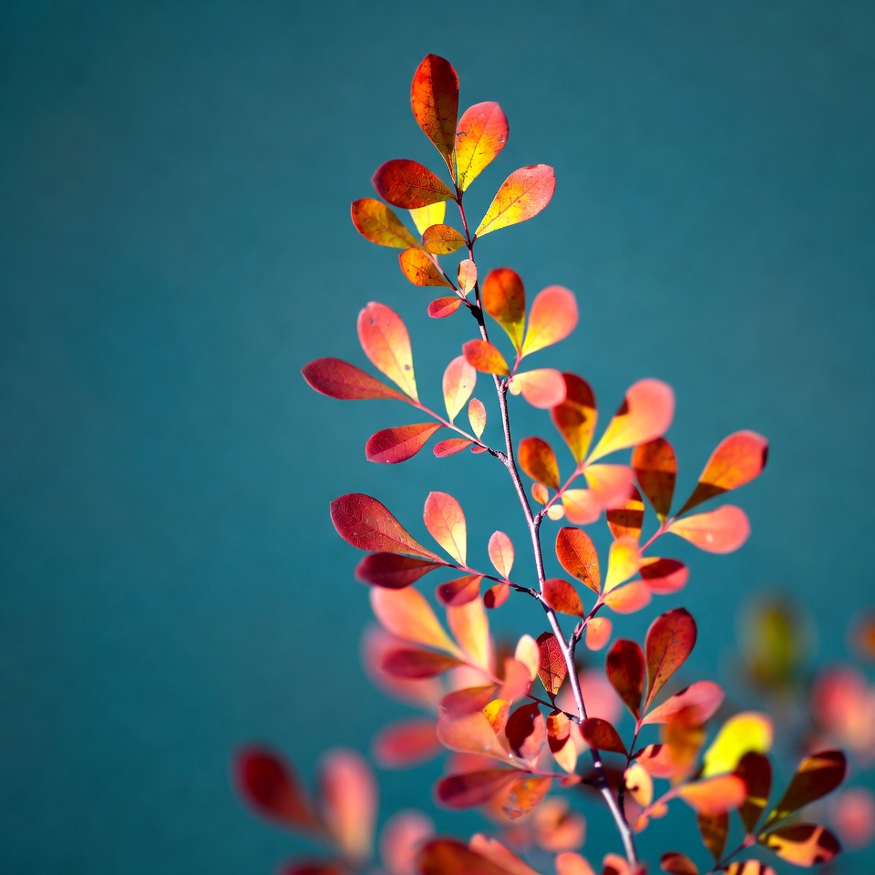 Autumn Leaves on Blue Background Autumn Leaves on Blue Background