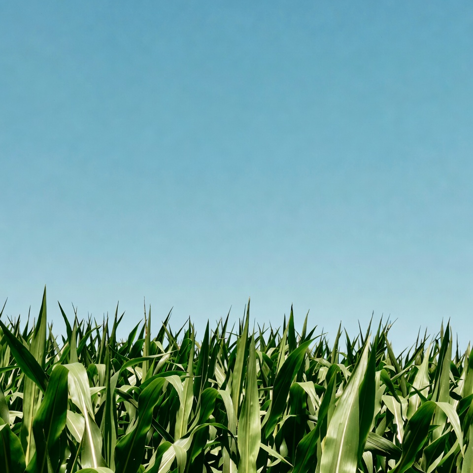 Green cornfield under blue sky Green cornfield under blue sky