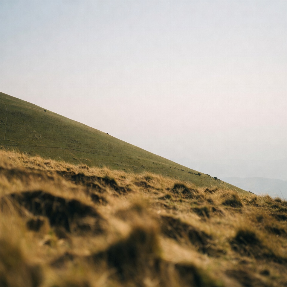 Grassy hillside with golden foreground grass Grassy hillside with golden foreground grass