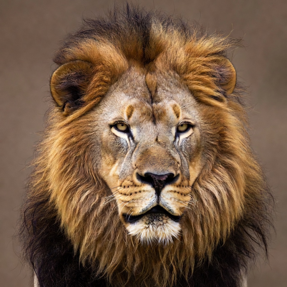 Majestic Lion Close-Up Portrait Majestic Lion Close-Up Portrait