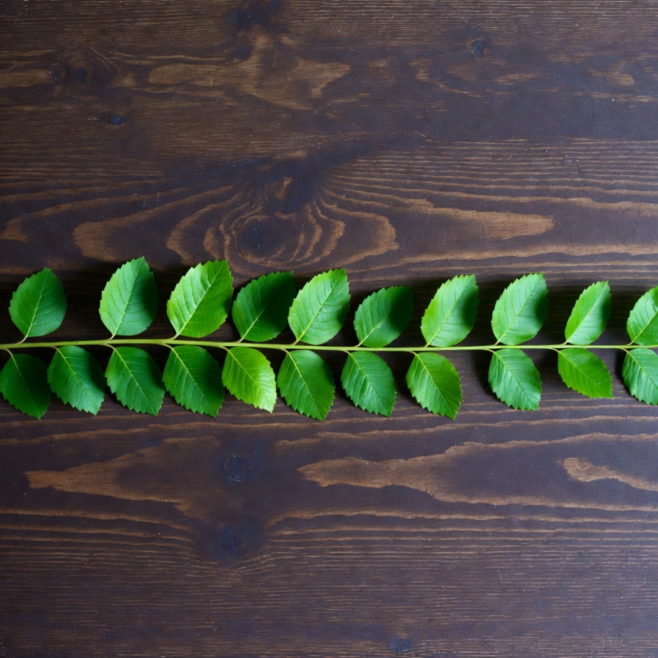 Green leaves branch on wooden surface Green leaves branch on wooden surface