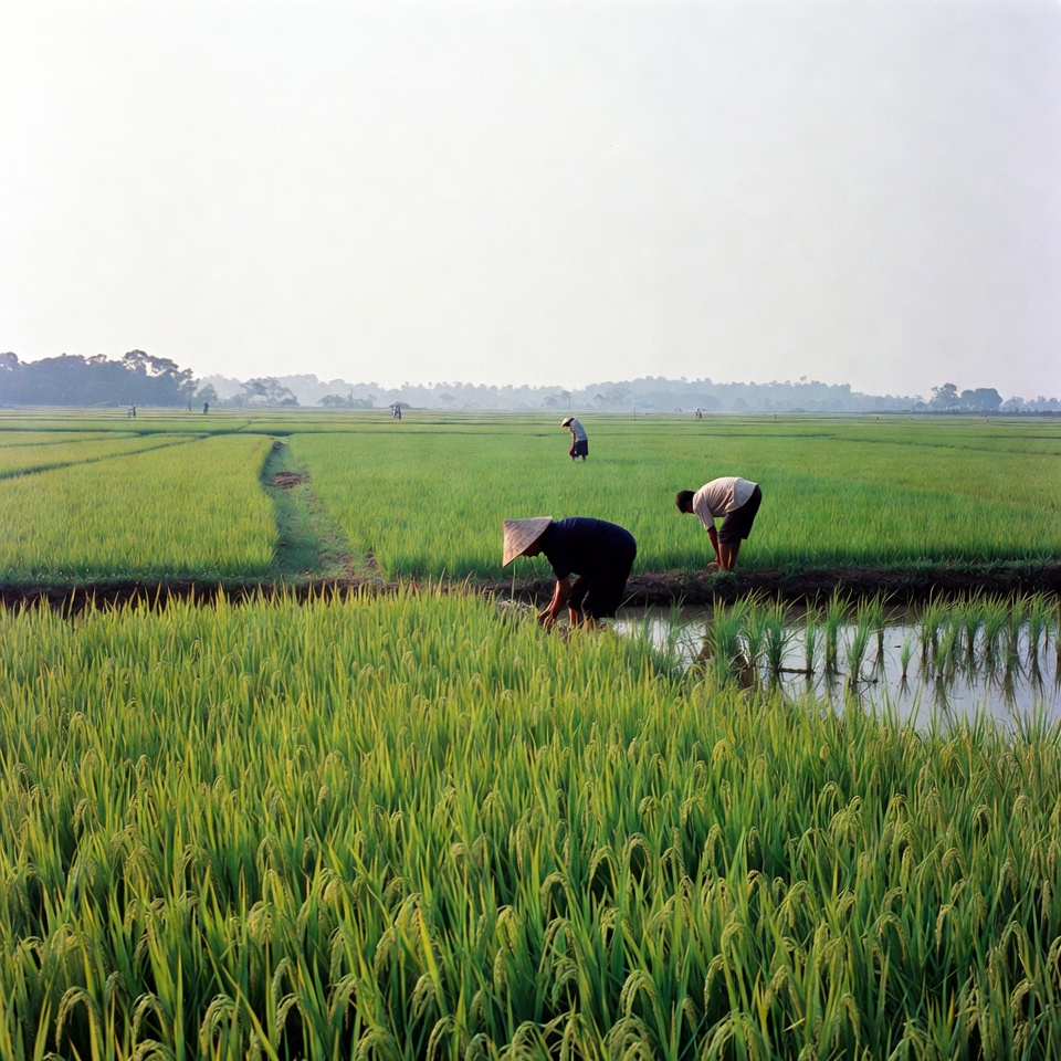 Asian farmers working rice fields Asian farmers working rice fields