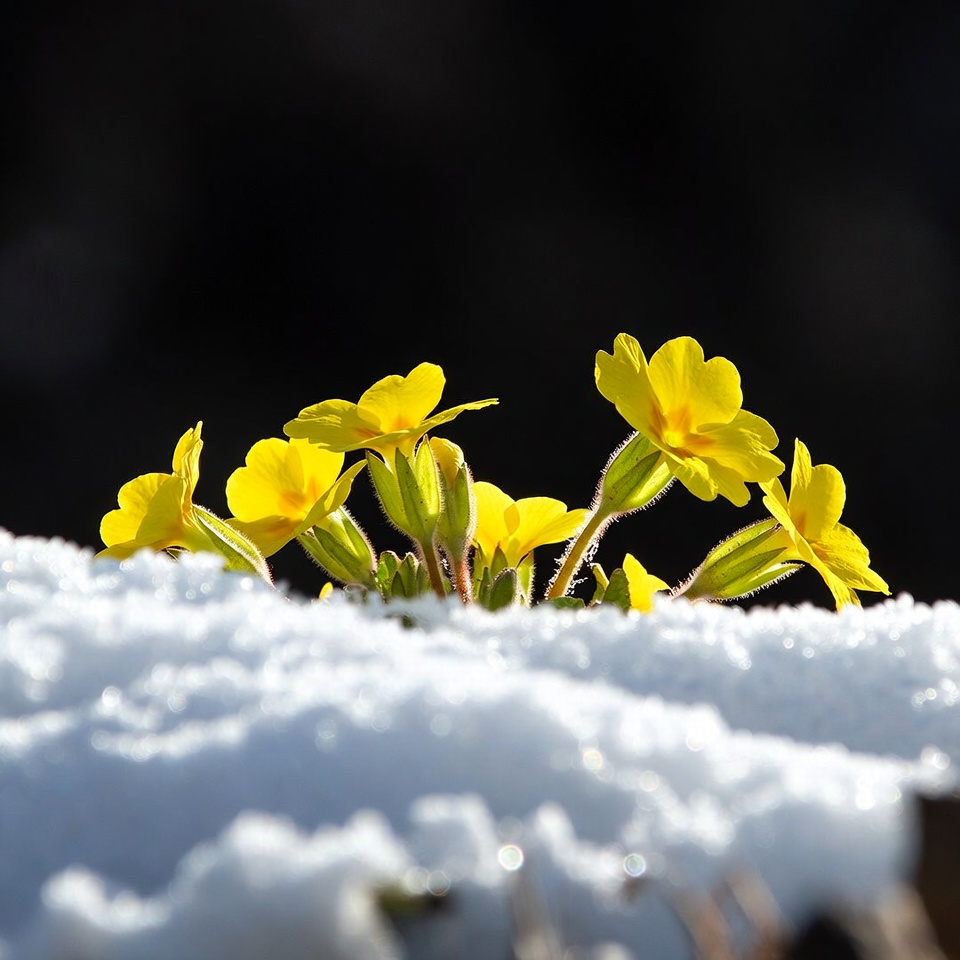 Yellow Primroses Blooming in Snow Yellow Primroses Blooming in Snow