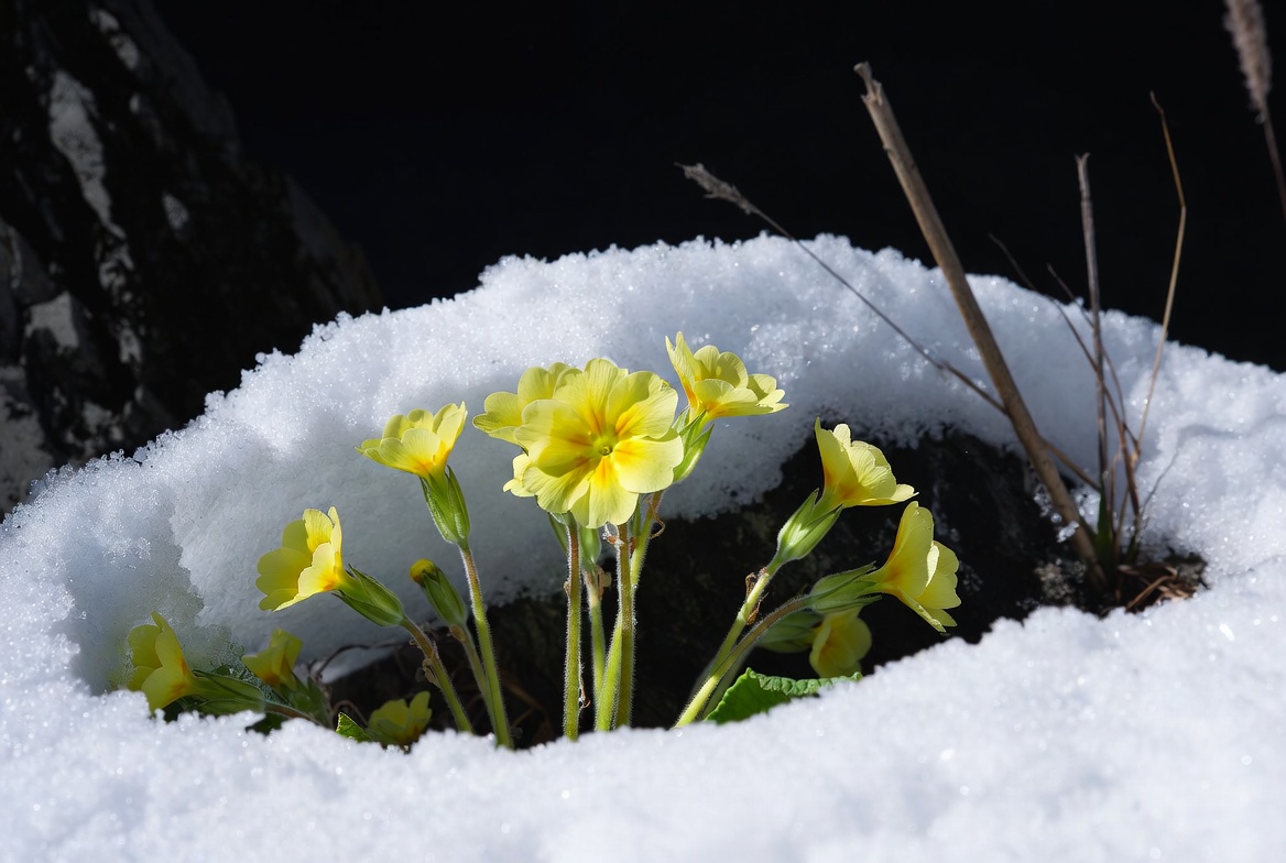 Yellow Primroses Blooming in Snow Yellow Primroses Blooming in Snow