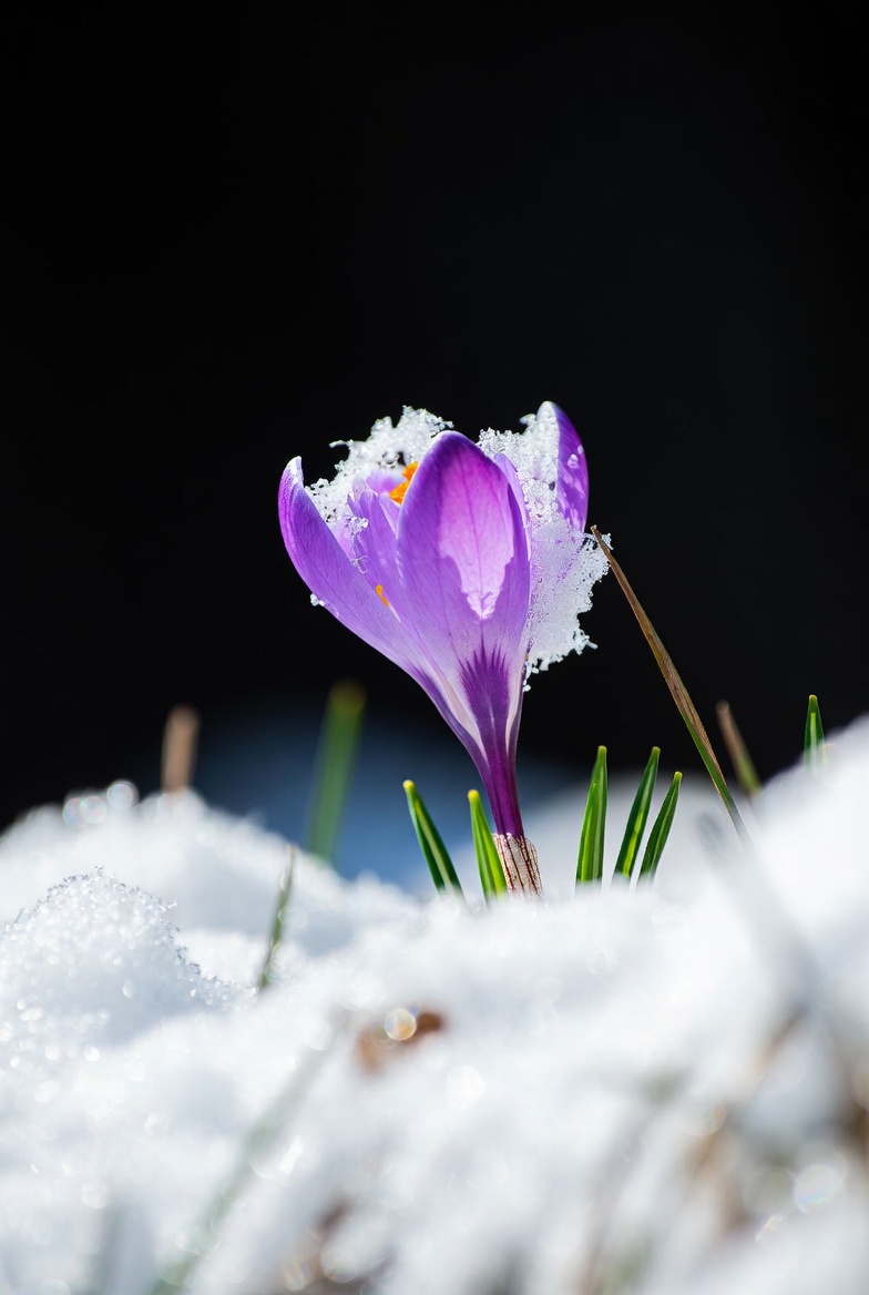 Purple crocus blooming in snow Purple crocus blooming in snow