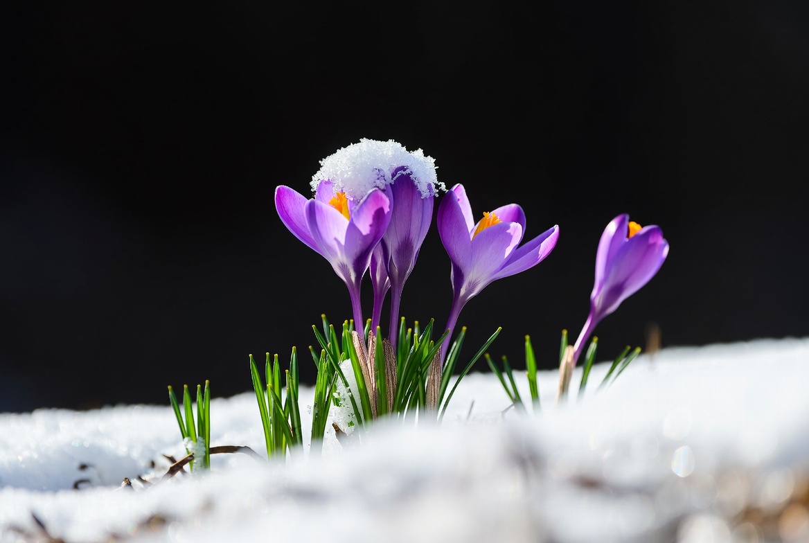Purple crocuses blooming in snow Purple crocuses blooming in snow