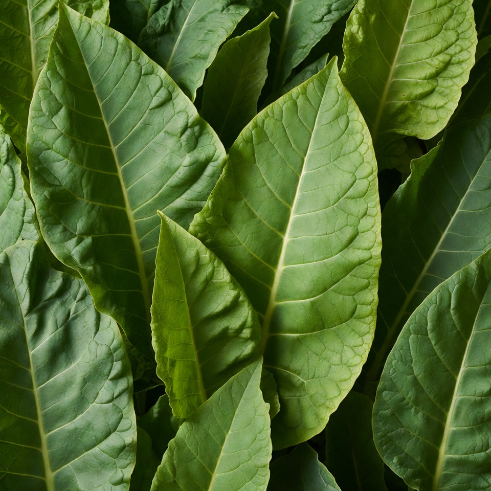 Fresh Tobacco Leaves Closeup Fresh Tobacco Leaves Closeup