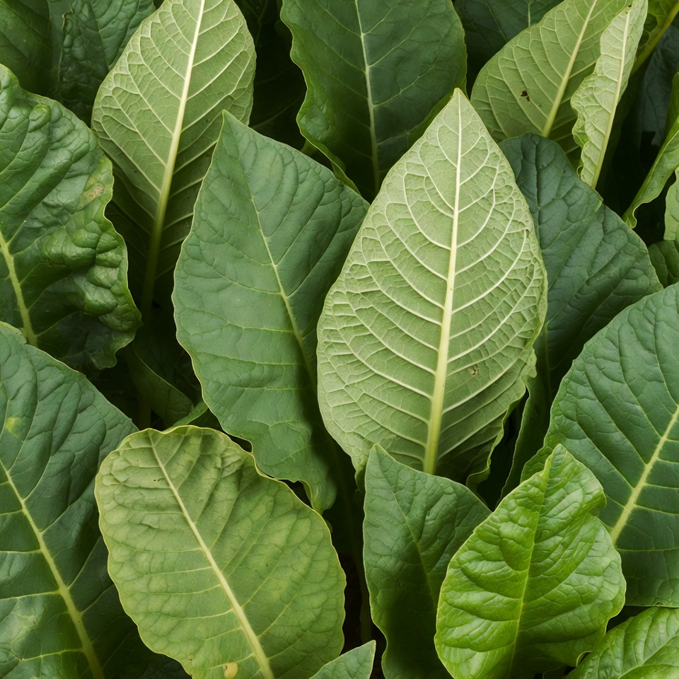 Close-up of lush tobacco leaves Close-up of lush tobacco leaves