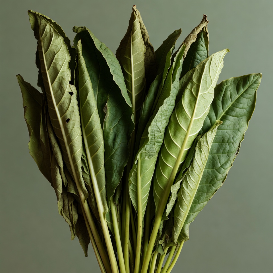 Bundle of Fresh Green Tobacco Leaves Bundle of Fresh Green Tobacco Leaves