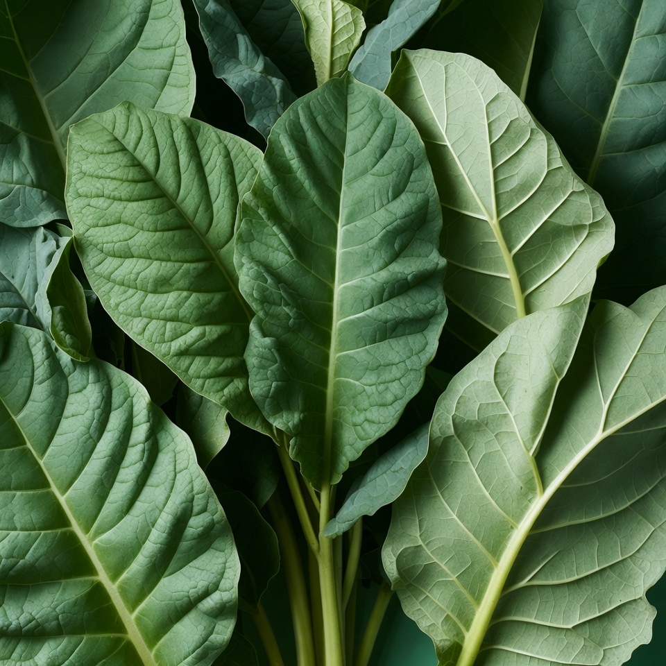 Lush Green Leaves Cluster Lush Green Leaves Cluster