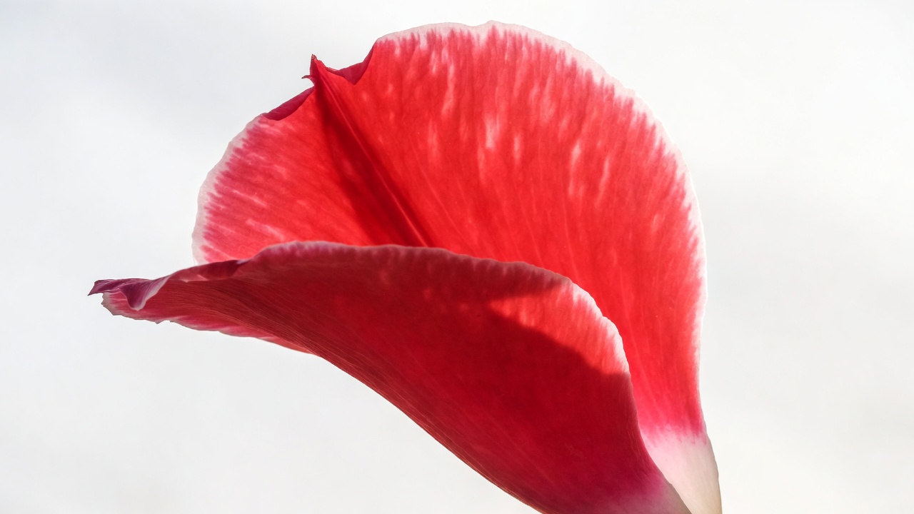 Red Hibiscus Flower Closeup Red Hibiscus Flower Closeup