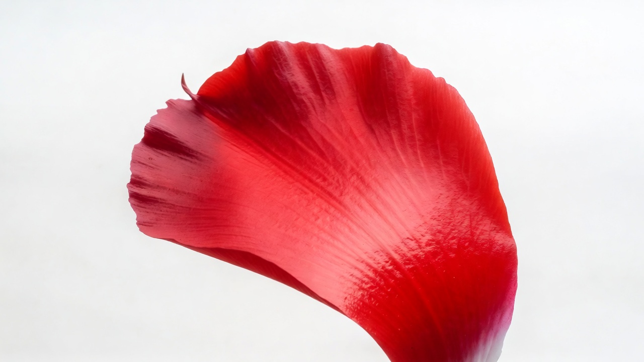 Red Flower Petal on White Red Flower Petal on White