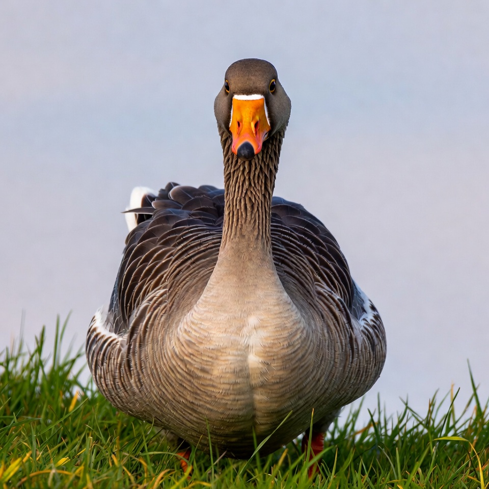 Greylag Goose Facing Forward Greylag Goose Facing Forward