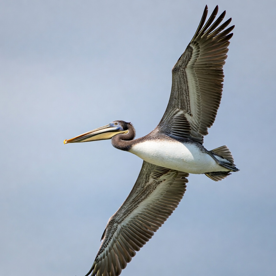 Brown Pelican Flying in Sky Brown Pelican Flying in Sky