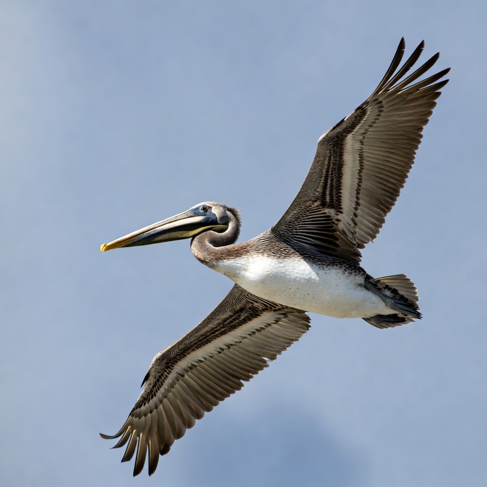 Brown Pelican Flying in Sky Brown Pelican Flying in Sky