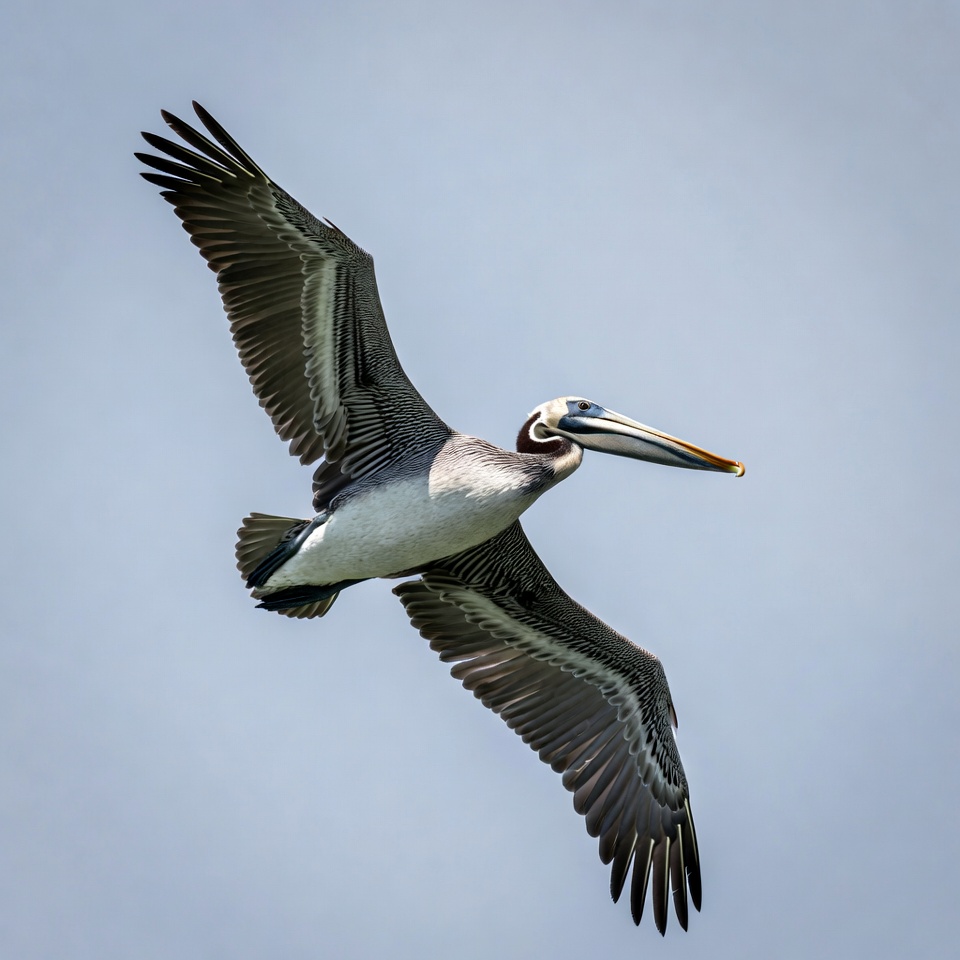 Brown Pelican Flying in Sky Brown Pelican Flying in Sky