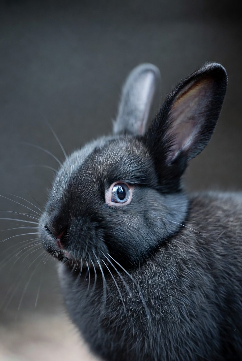 Black bunny with blue eyes Black bunny with blue eyes