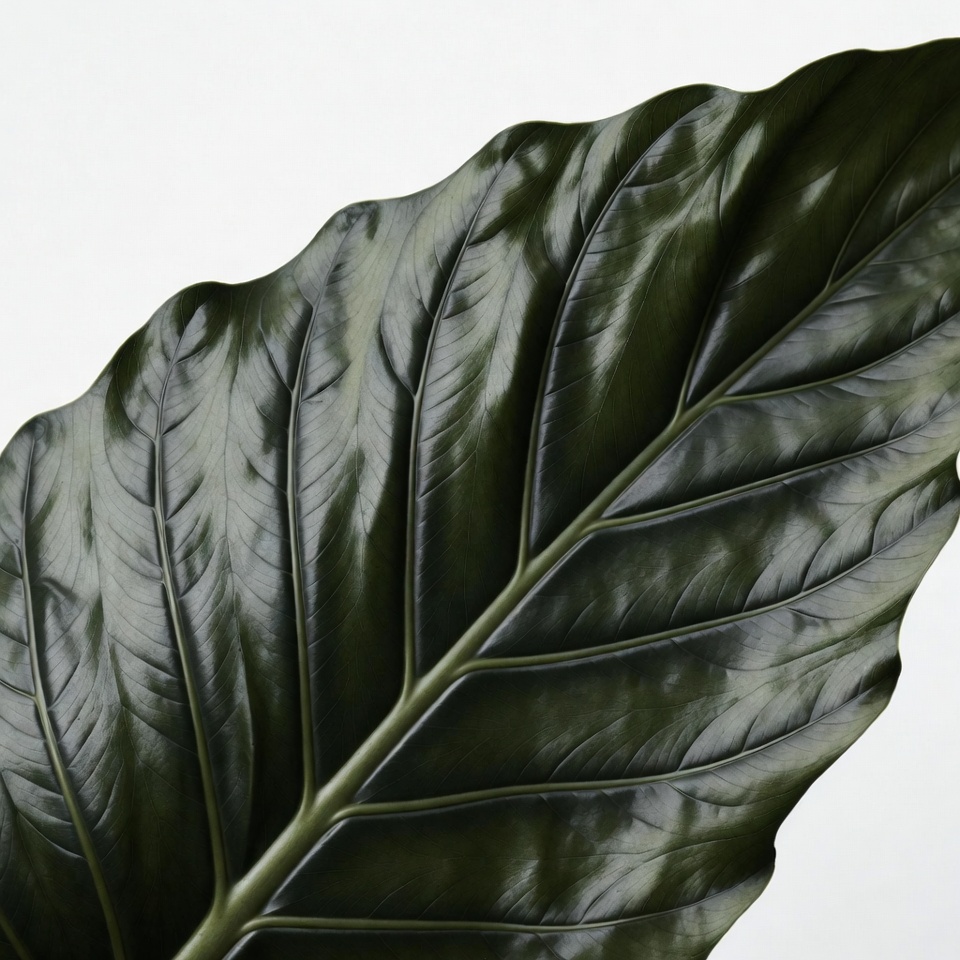 Large Green Leaf Isolated Large Green Leaf Isolated