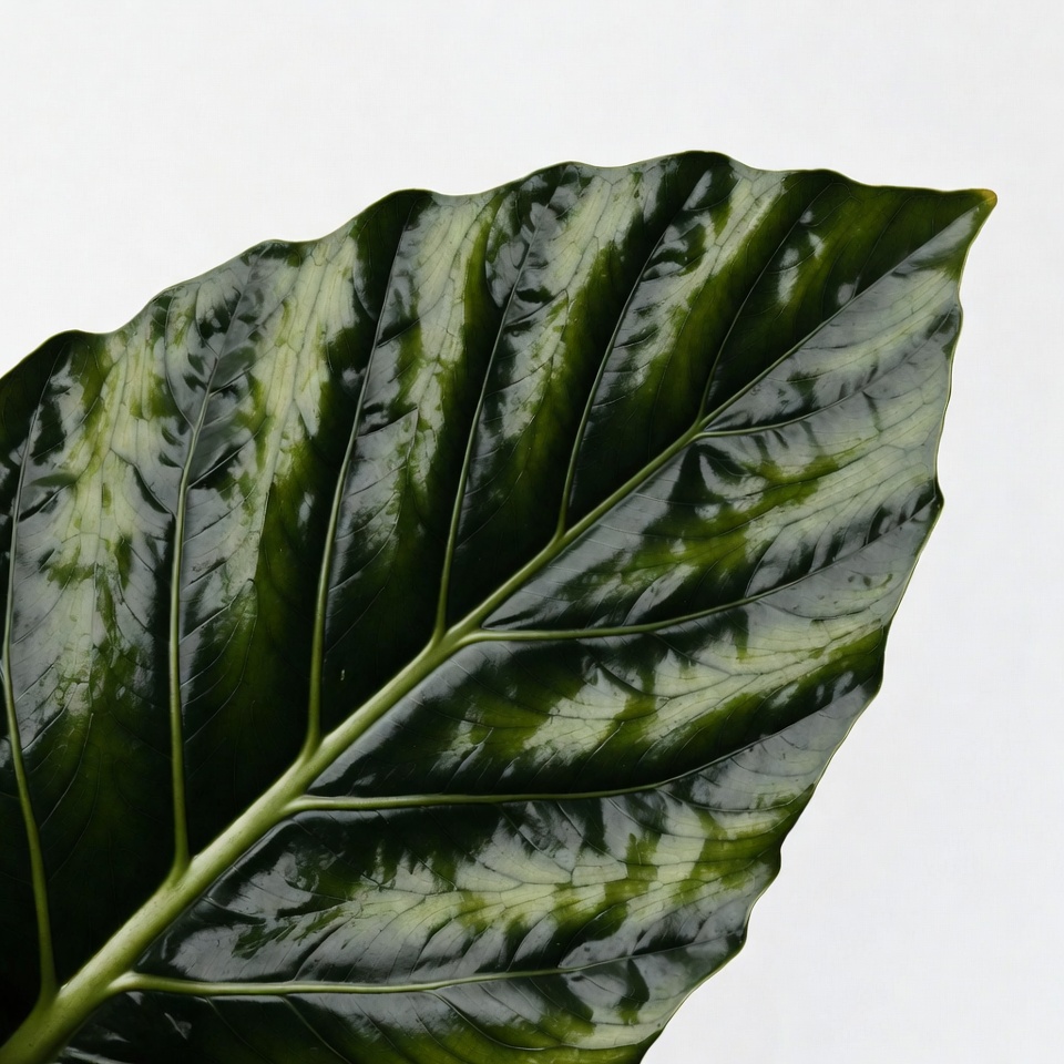 Large green plant leaf Large green plant leaf