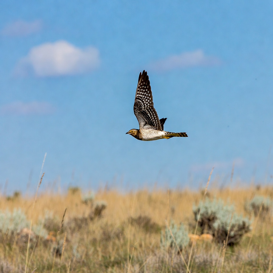 Northern Harrier Flying over Grassland Northern Harrier Flying over Grassland