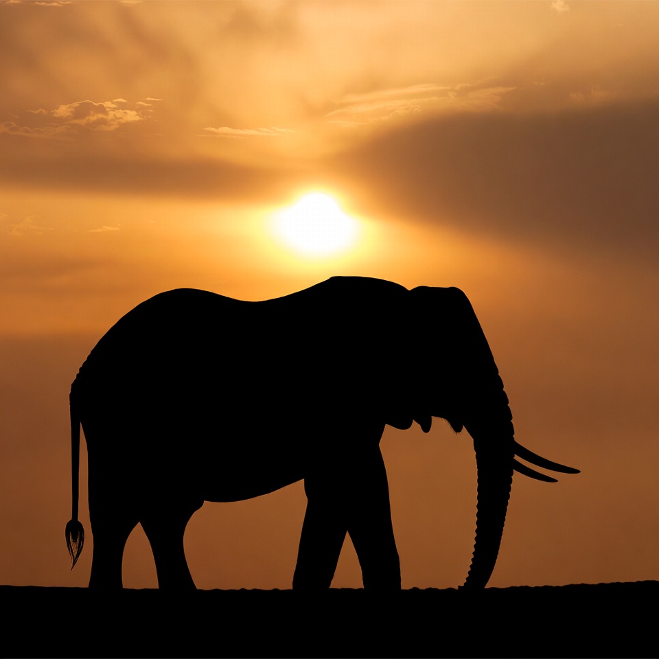 Elephant Silhouette at Sunset Elephant Silhouette at Sunset