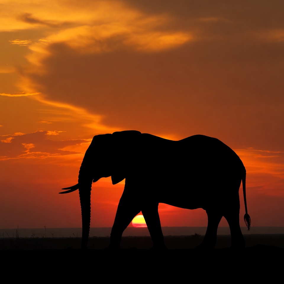 Elephant silhouette at sunset Elephant silhouette at sunset