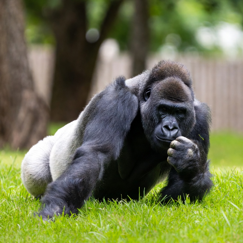 Gorilla lounging on grass Gorilla lounging on grass