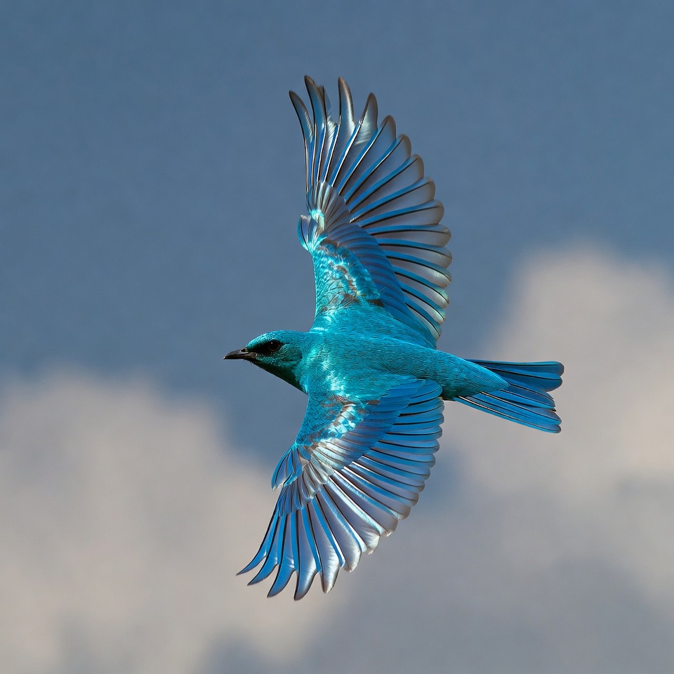 Blue bird flying in sky Blue bird flying in sky