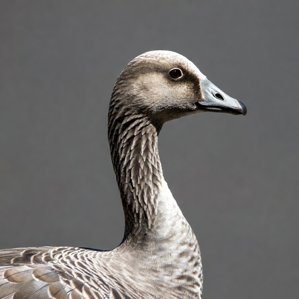 White-fronted Goose Profile View White-fronted Goose Profile View