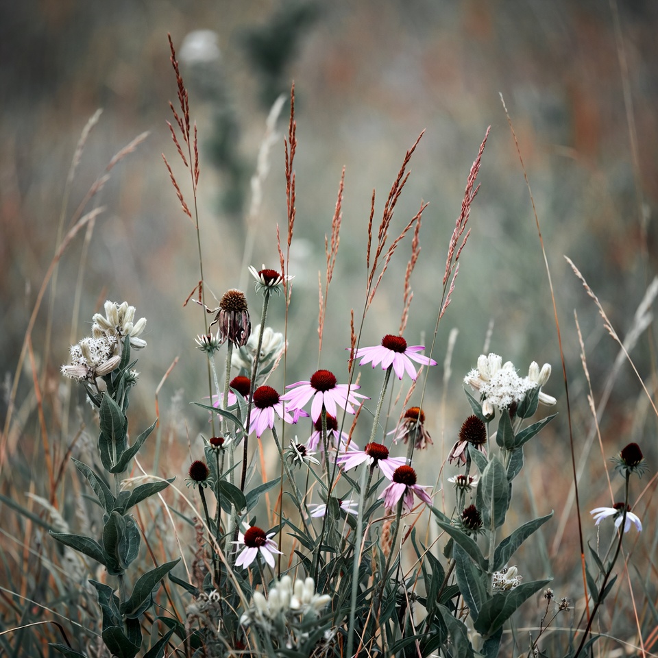 Pink Echinacea Flowers in Grassy Field Pink Echinacea Flowers in Grassy Field