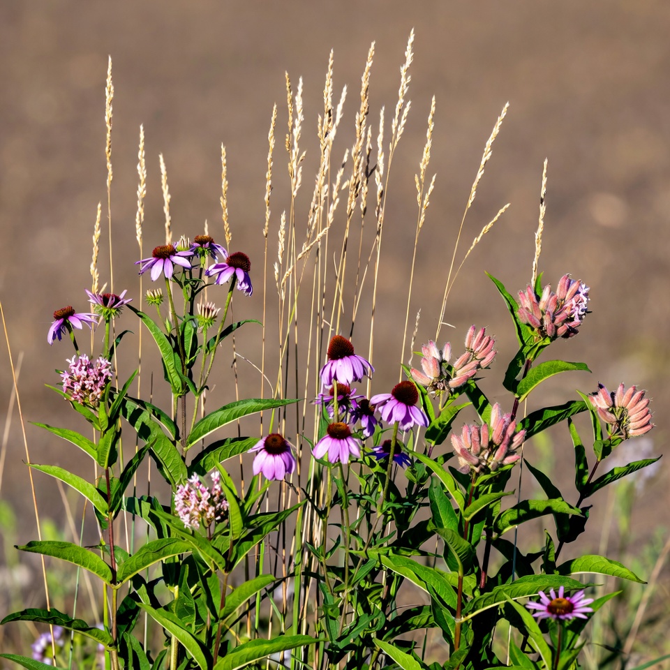Purple Coneflowers and Grasses in Field Purple Coneflowers and Grasses in Field