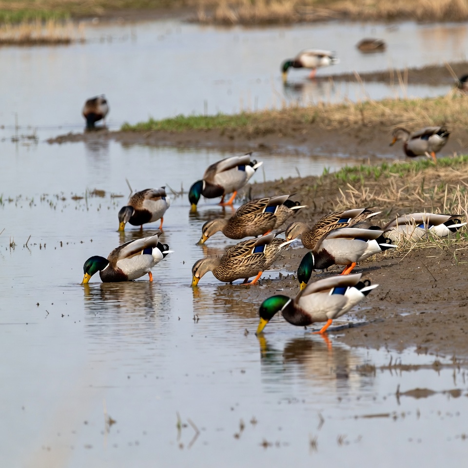 Mallard Ducks Foraging in Marsh Mallard Ducks Foraging in Marsh