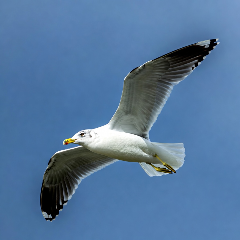 Gull flying over blue sky Gull flying over blue sky