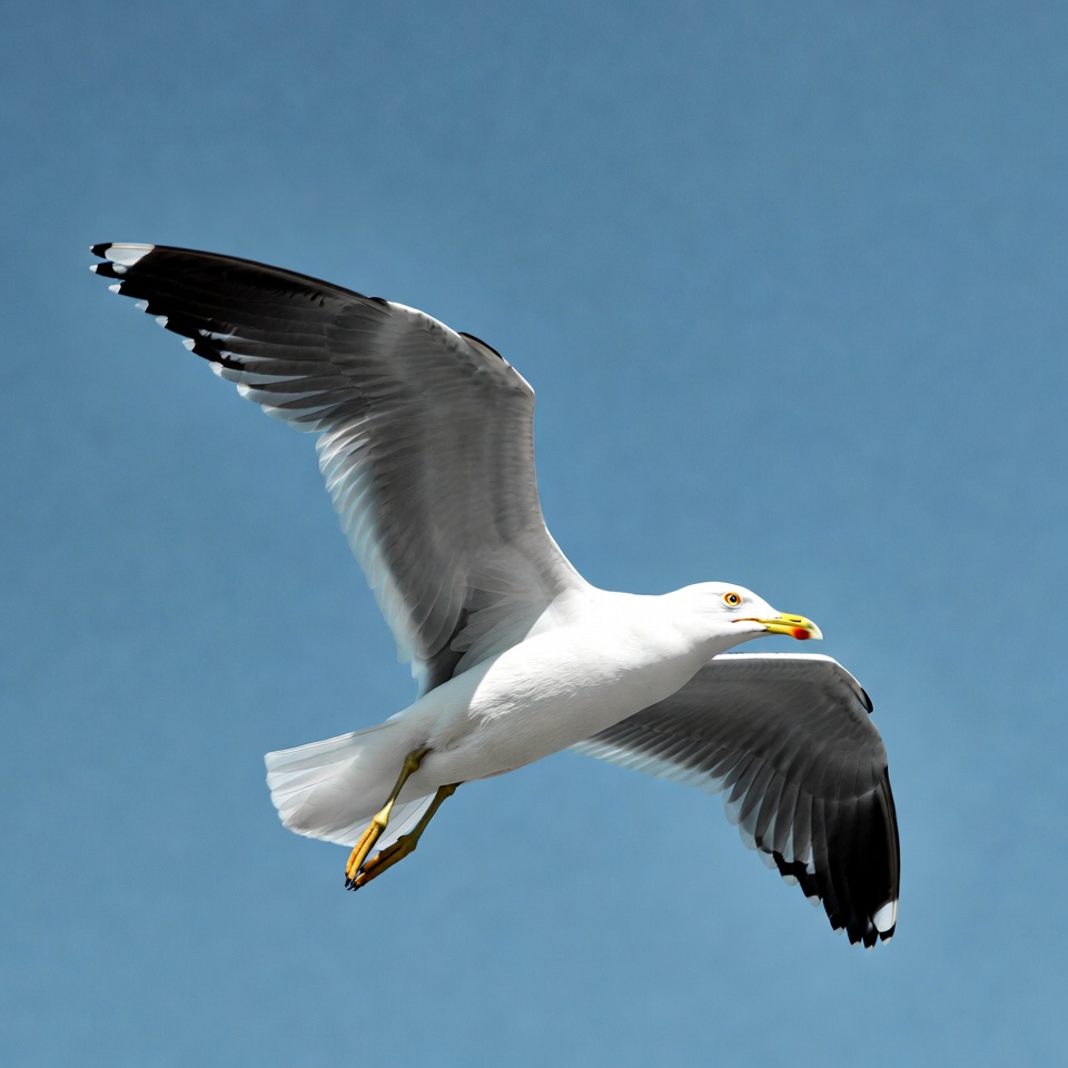 Seagull flying against blue sky Seagull flying against blue sky