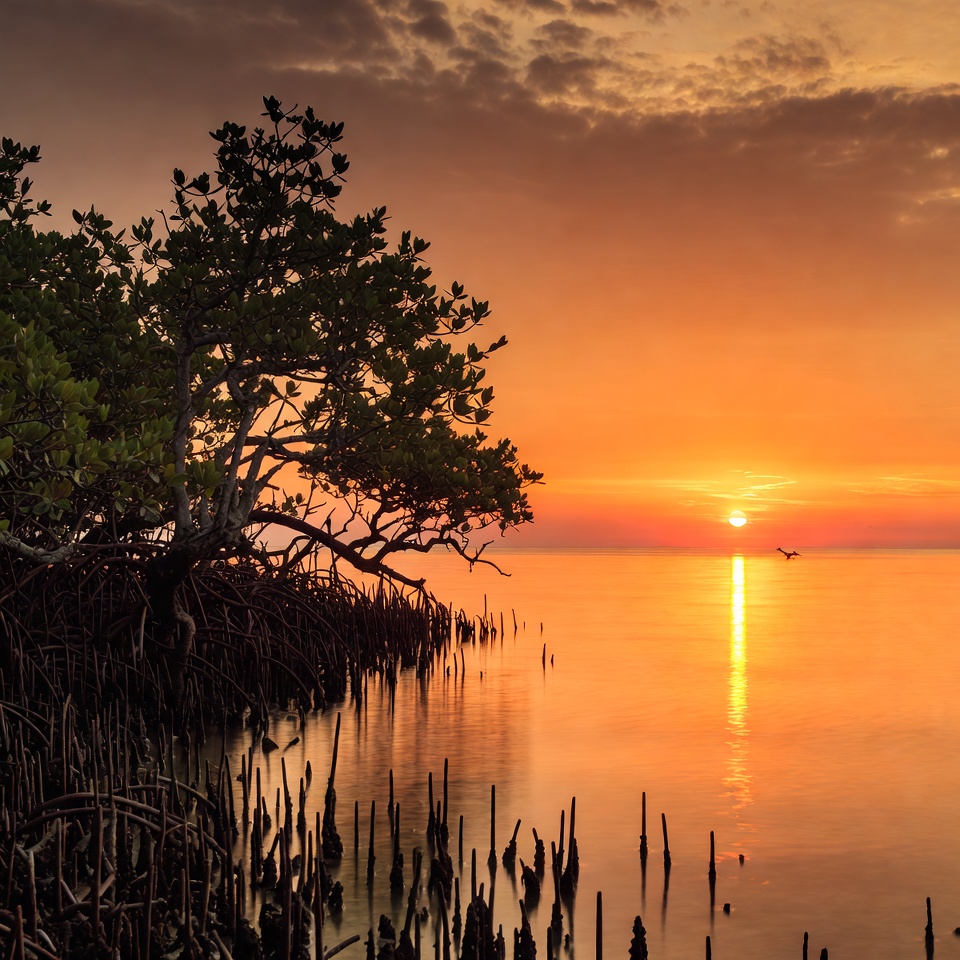 Mangrove Trees at Sunset over Calm Water Mangrove Trees at Sunset over Calm Water