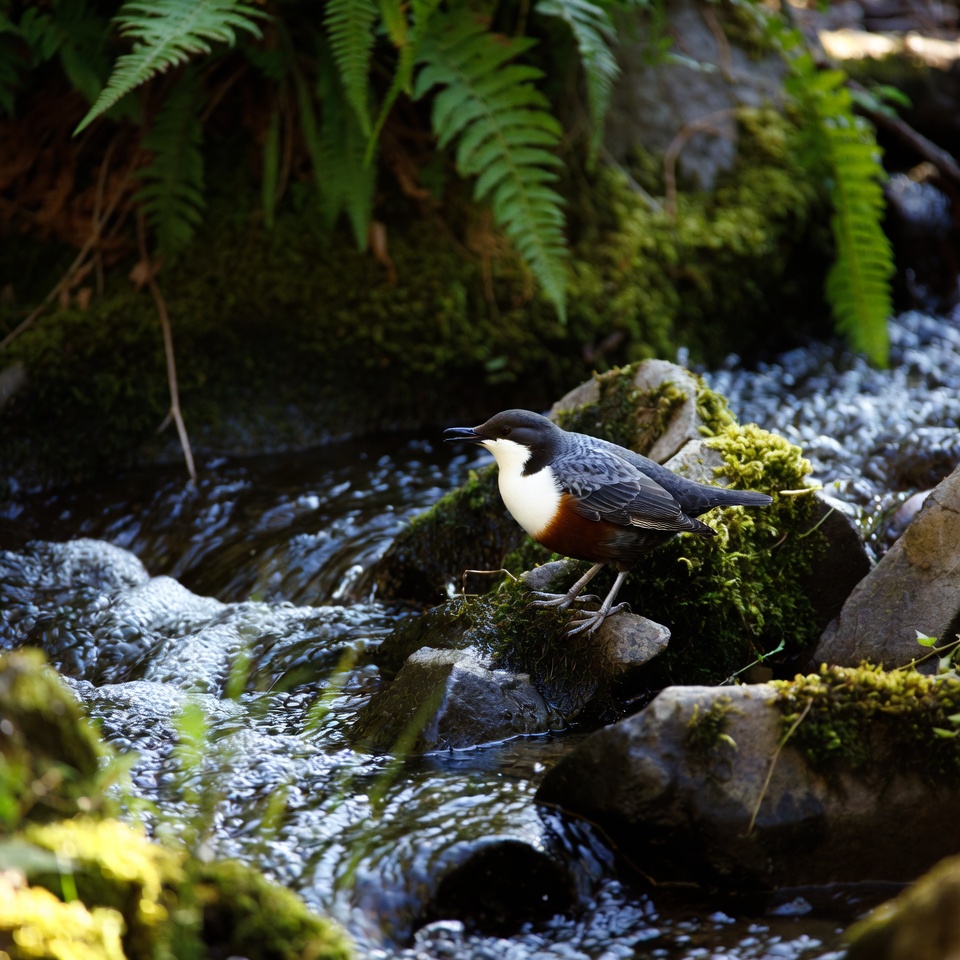 Dipper bird on mossy rock by stream Dipper bird on mossy rock by stream