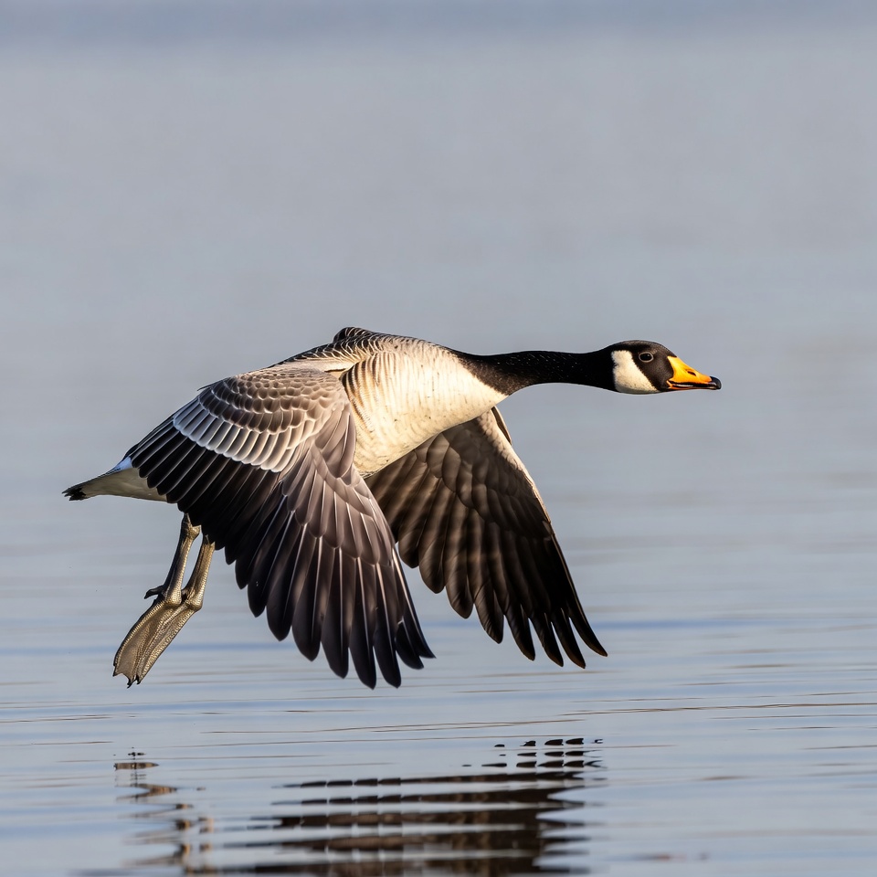 Barnacle Goose Flying over Water Barnacle Goose Flying over Water