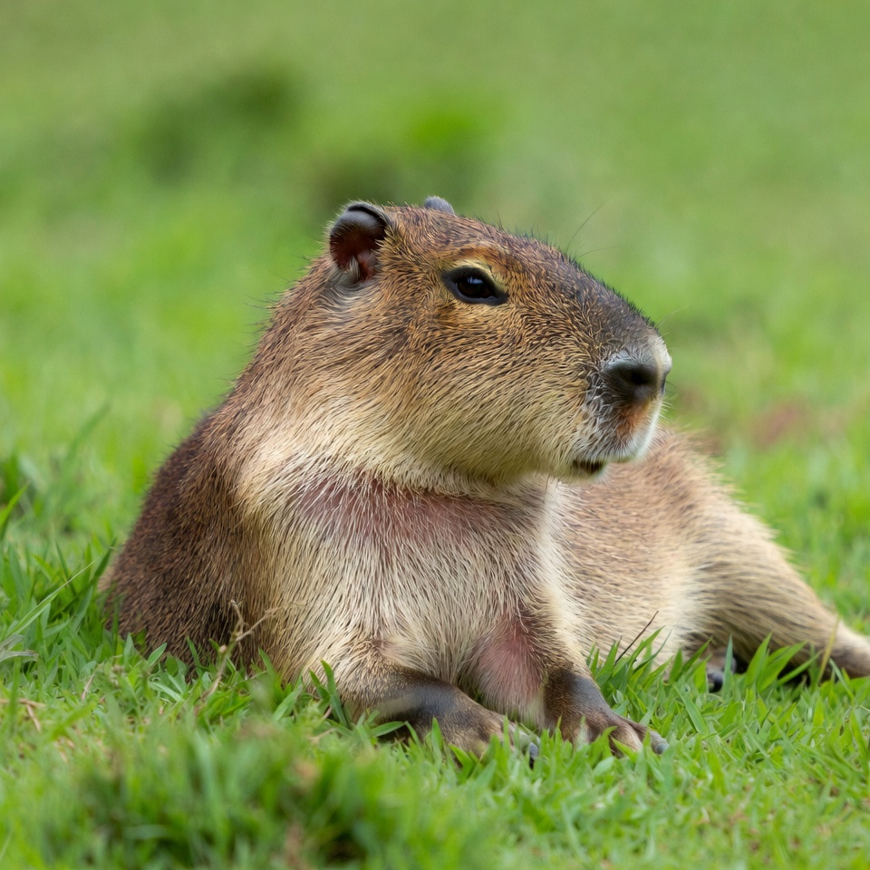 Capybara lying in green grass Capybara lying in green grass