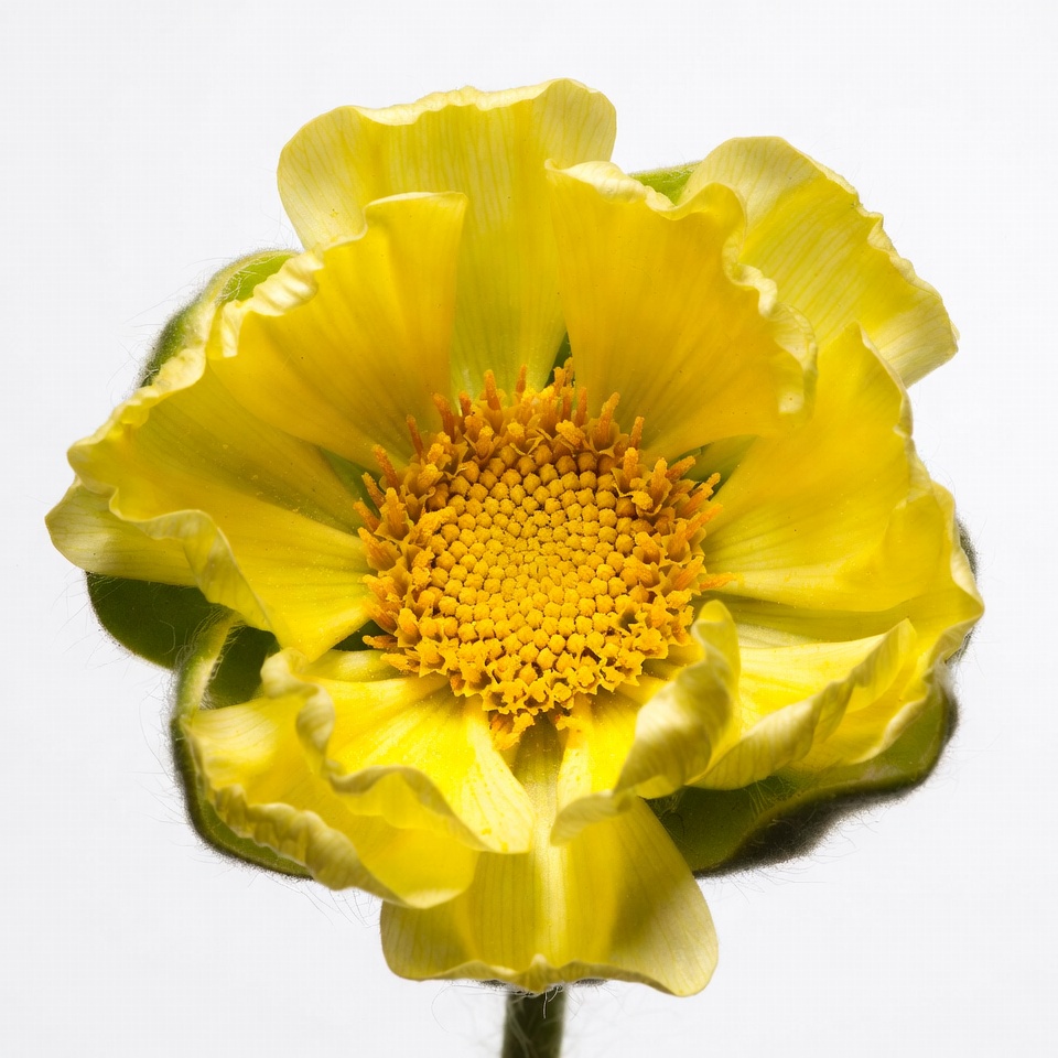 Yellow flower on white background Yellow flower on white background