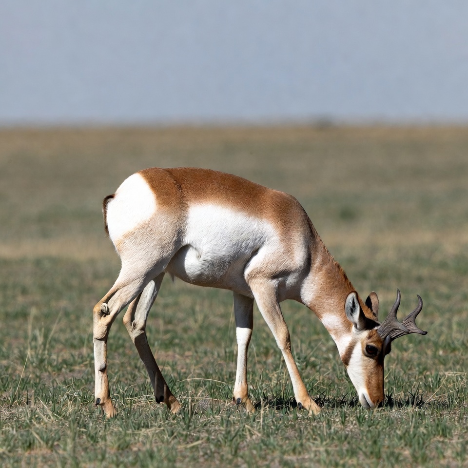 Pronghorn antelope grazing in grassland Pronghorn antelope grazing in grassland