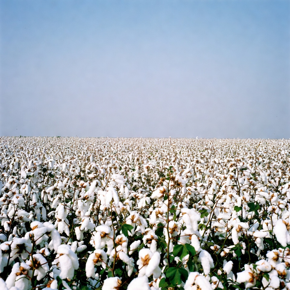 Vast White Cotton Field Vast White Cotton Field
