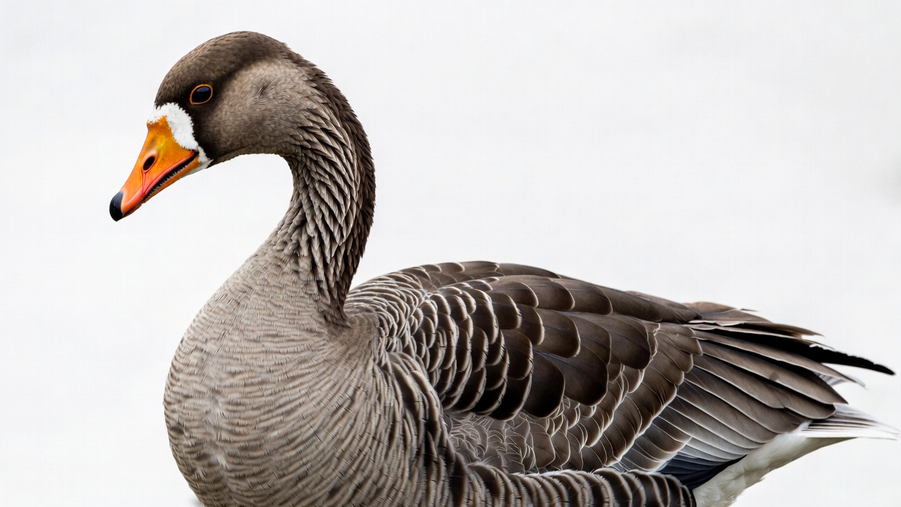 Greylag Goose on White Background Greylag Goose on White Background