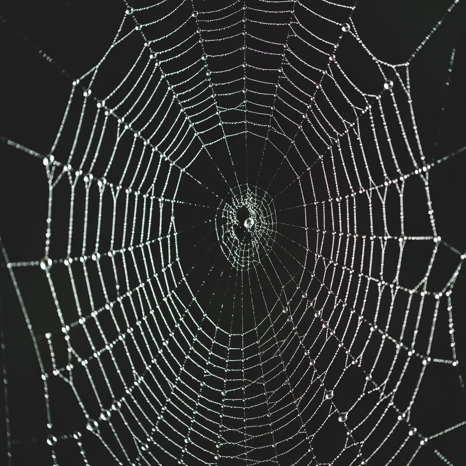 Spider web with dew drops Spider web with dew drops