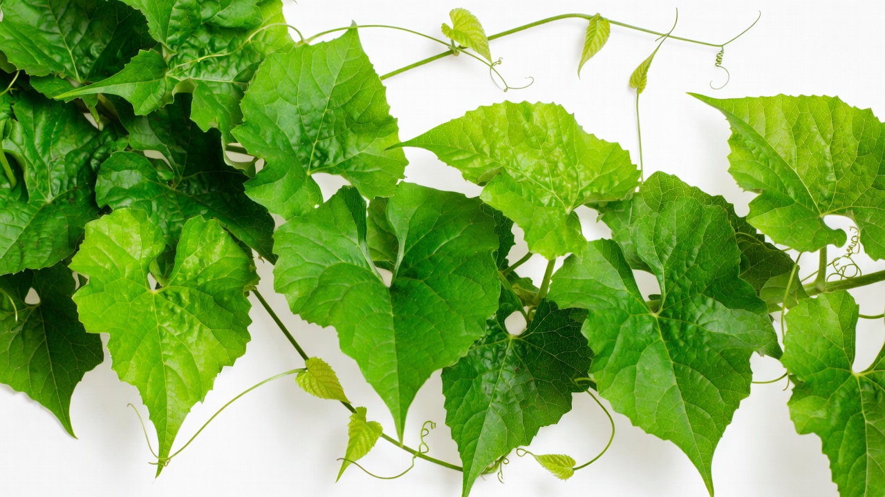 Green Ivy Leaves Border Green Ivy Leaves Border