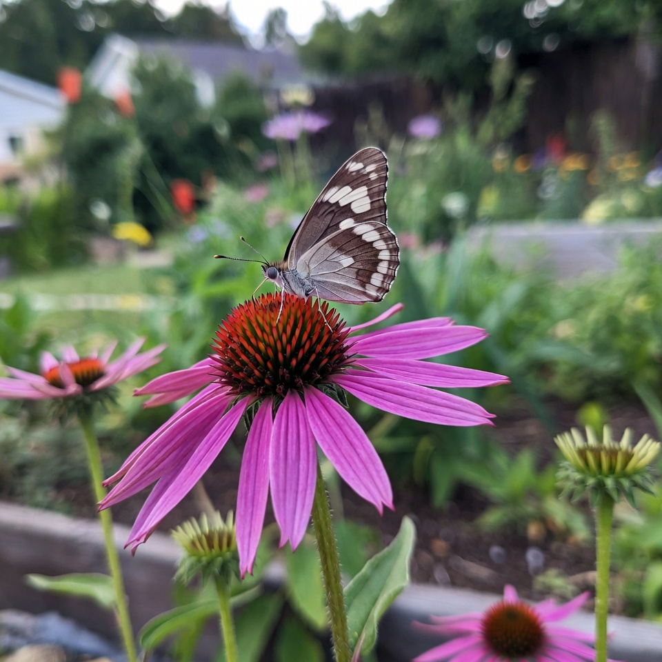 White Admiral Butterfly on Pink Coneflower White Admiral Butterfly on Pink Coneflower